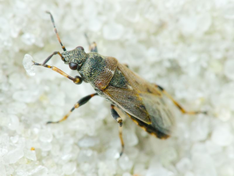 Heterogaster artemisiae Schilling, 1829